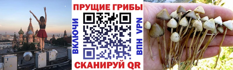 Купить  Гвардейск  Галлюциногенные грибы мицелий 